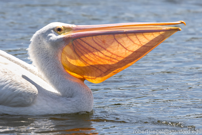 emily renzel wetlands